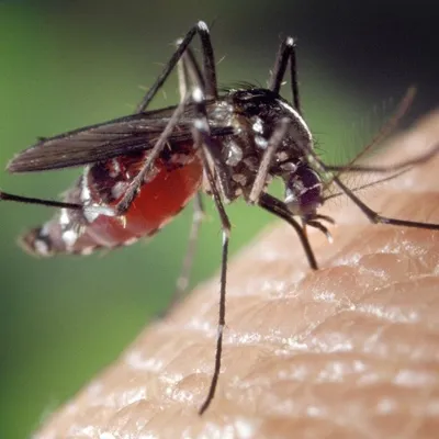 Un cas de dengue à Chambray-lès-Tours