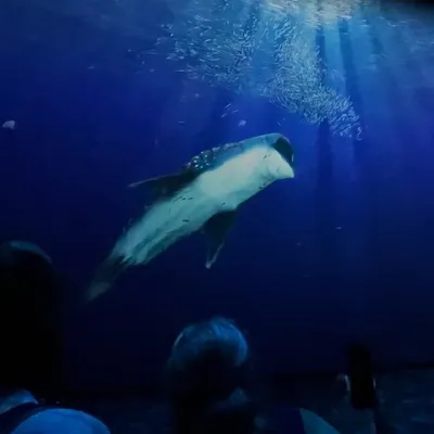 Loire-Atlantique : I'Océarium du Croisic dévoile Immersea, sa...