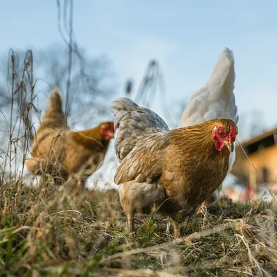 Grippe aviaire : le "premier cas de l'automne" dans le Morbihan