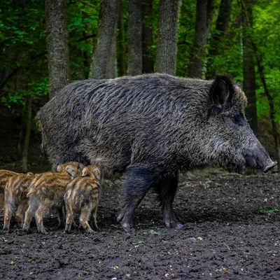 Bretagne : des lycéens lancent une pétition pour sauver un sanglier...