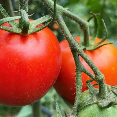 Une bactérie menace vos tomates le long du Loir