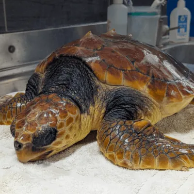 L'aquarium de La Rochelle cherche un prénom pour sa tortue sauvée :...