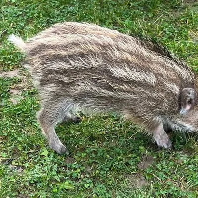 Toto le sanglier ne sera pas euthanasié