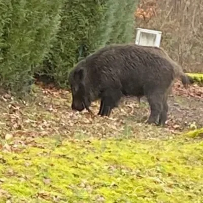 Un sanglier se balade dans un lotissement depuis 3 mois