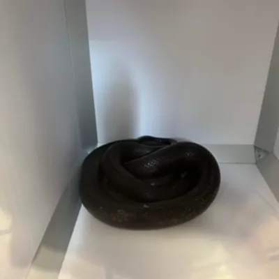 Un serpent vivant retrouvé dans une cabine d'essayage d'un magasin