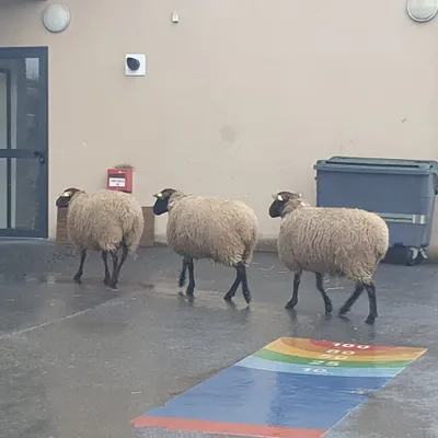 Des moutons à la place des enfants