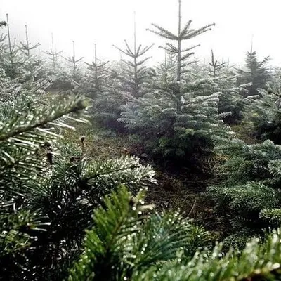 "Les sapins du coeur" sont de retour