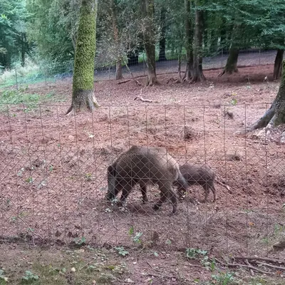 Une nouvelle étape pour Toto le sanglier