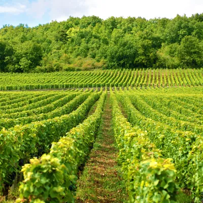 Emploi : connaissez-vous les dates pour participer aux vendanges ?