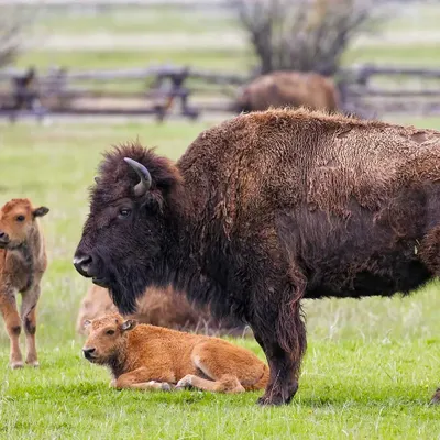 Échappée belle pour un touriste face à un bison sauvage à Yellowstone