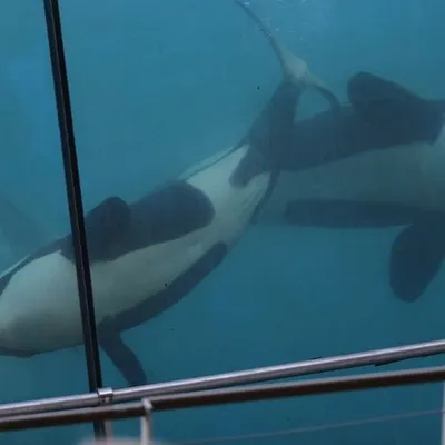 Marineland en crise : le triste sort des cétacés abandonnés suscite...