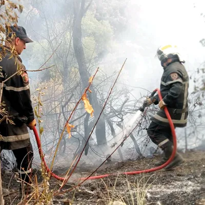 Plusieurs incendies dans la willaya de Béjaïa : 3 personnes arrêtées !