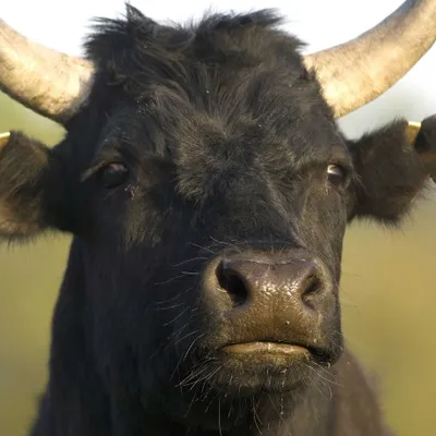 L’AOP Taureau de Camargue : une reconnaissance nationale au...
