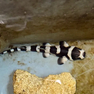 [ Société ] Une naissance rare au Seaquarium du Grau-du-Roi : un...