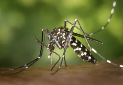 [ Santé ] Les cas de chikungunya explosent en France : une...