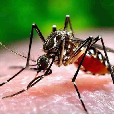 [ Santé ] Chikungunya : la France métropolitaine face à une...