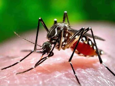 [ Santé ] Chikungunya : la France métropolitaine face à une...