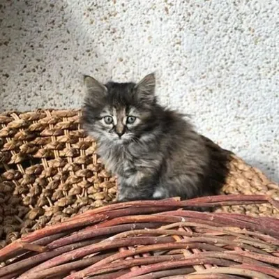 [ Société ] Orpheli-chat : des bénévoles recherchés pour aider les...