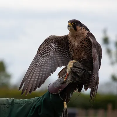 Comédie et spectacle de rapaces dans le Beauperchois
