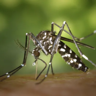 Epidémie de chikungunya : 2 décès à La Réunion 