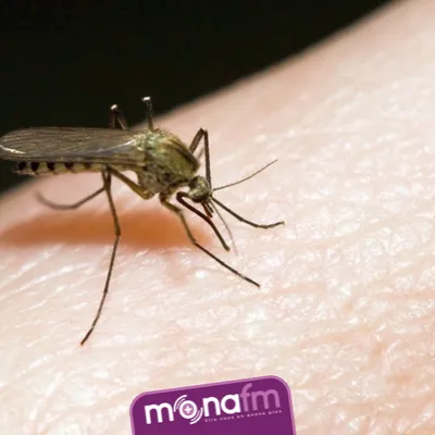 Pourquoi les moustiques ciblent certaines personnes et pas d’autres?