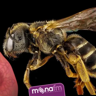 Le venin d’abeille, nouvel espoir contre le cancer du sein.
