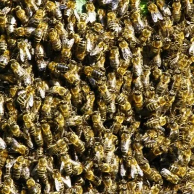 Impressionnante attaque d'abeilles, hier !