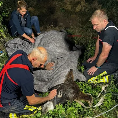 Nord : Un âne sauvé par les pompiers 