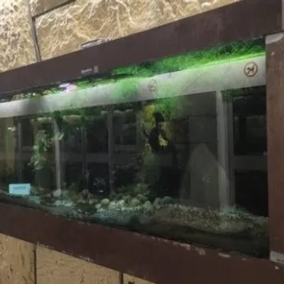 2 pétitions lancées à Lille, pour retirer des aquariums du métro 