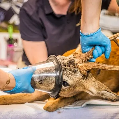 Un chevreuil, blessé à l’arbalète, recueilli par Pairi Daiza
