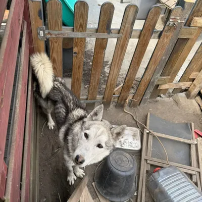 Un chien très dénutri saisi dans le Nord 