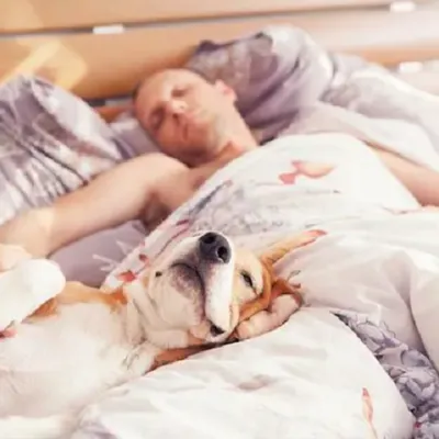 Près d'1 français sur 3 dormirait avec son animal de compagnie, la...