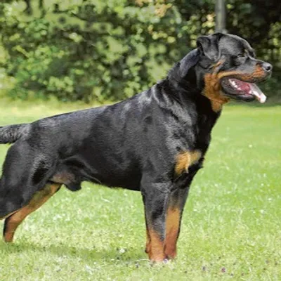 Un enfant tué par un chien