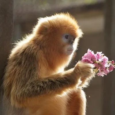 Les singes dorés sont arrivés à Pairi Daiza ! 