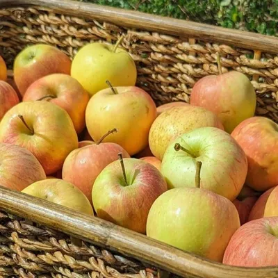 Cueillez vos pommes au Verger de Candie