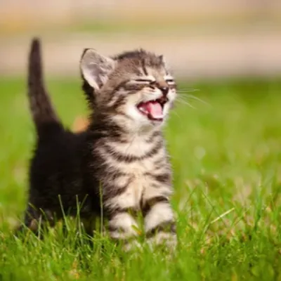 Un vrai survivant » : un chaton bloqué sous une voiture endure plus...