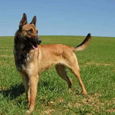 Pourquoi retrouve-t-on autant de bergers malinois dans les refuges...
