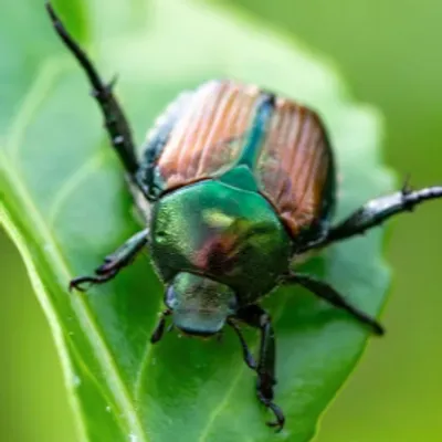 Confrontés à un insecte parmi les plus nuisibles d’Europe, trois...