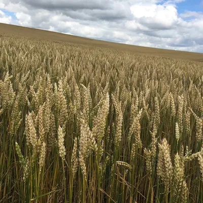 Aides d’urgence : 35 millions d’euros pour les agriculteurs...