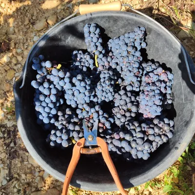 Conférence-débat à la Cité des vins à Beaune : les vins antiques en...