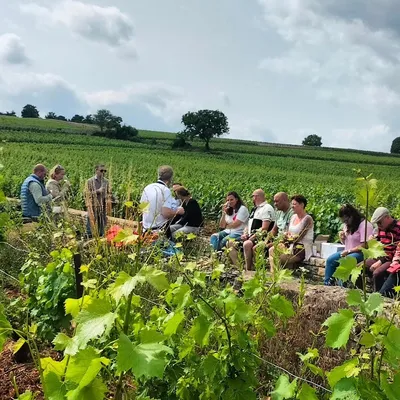 De la vigne à la bouteille : connaissez-vous vraiment tous les...