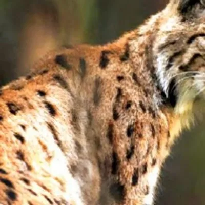 Quatre lynx relâchés dans le massif du Jura 