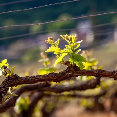 Trois siècles de bulles en Bourgogne : une table ronde pour tout...