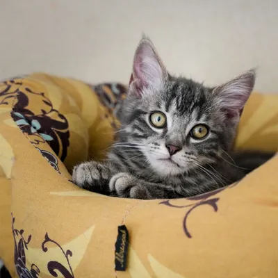 Découvrez comment sera agencé le futur cimetière animalier dijonnais
