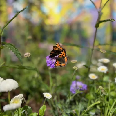 Angers : les papillons ont élu domicile au parc Terra Botanica