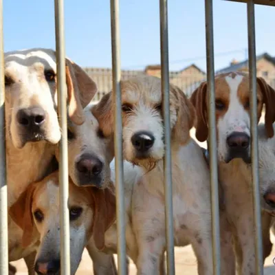 Opération de sauvetage : 66 chiens retirés d'un élevage clandestin...