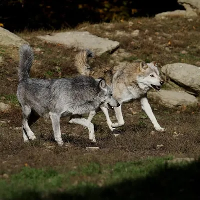 La Creuse en état d’urgence face aux attaques de loups