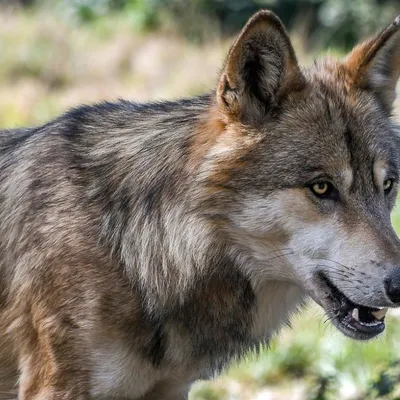 Corrèze : Une nouvelle attaque de loup  sur 18 ovins