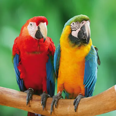La foire aux oiseaux de Pontivy démarre ce week-end