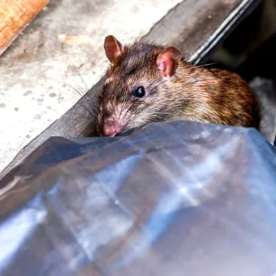 Rimont : un garage abandonné provoque une invasion de rats dans le...